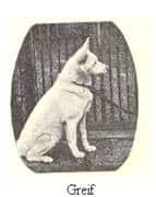 old photo of White German Shepherd