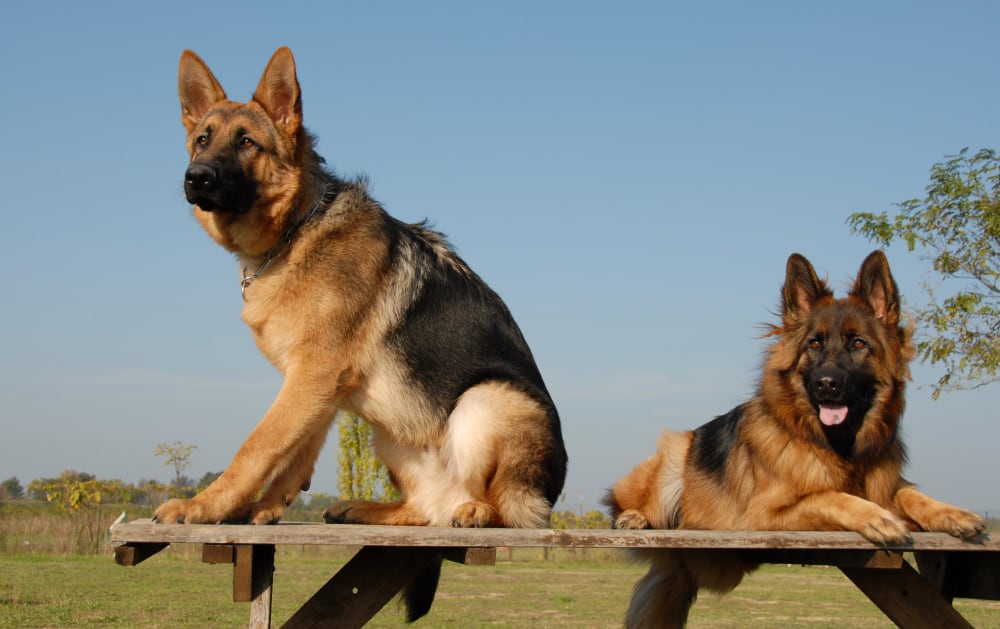 Is It Better to Have Two German Shepherds?