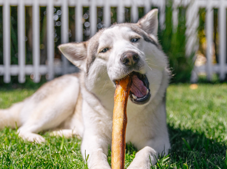 Bully_sticks1-1 Jumbo Bully Sticks