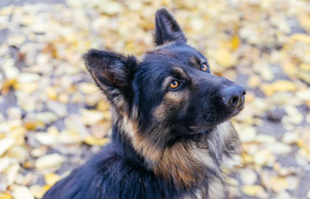 German Shepherd Separation Anxiety